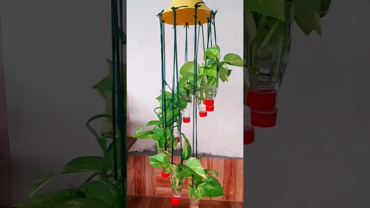 How to Make Spiral Hanging Planter by Upcycling old plastic bottles . Growing Money Plant in it.
