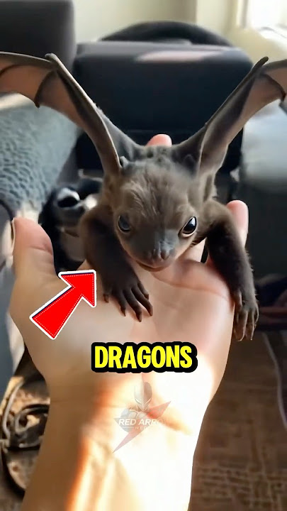 Top 5 Real-Life Dragons That Actually Exist 🐉