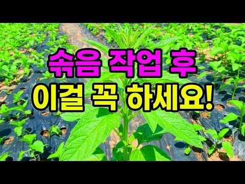 유튜브 미리보기