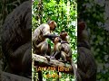 jungle mein bandar ka parivar #shorts #shortvideo #short #ai