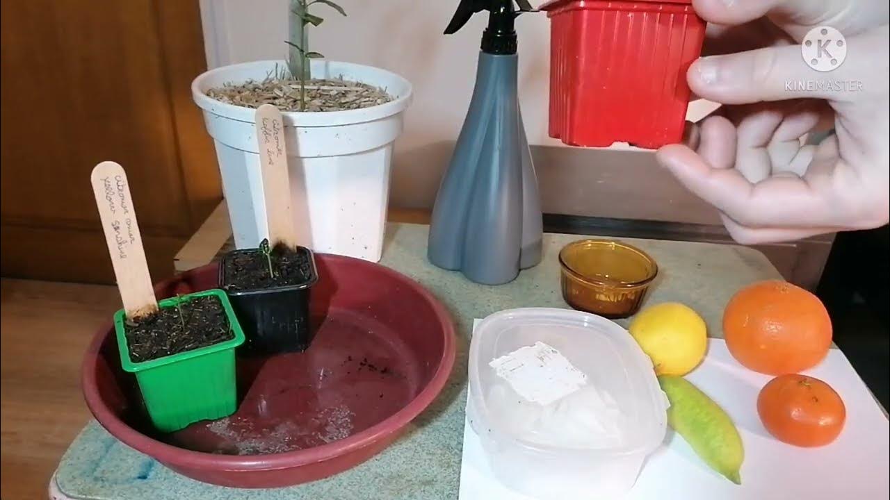 comment faire germer un pépin d