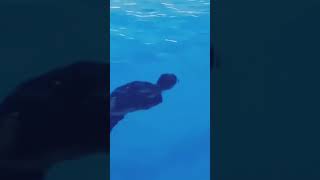 MANTAP... DENGAN TANGAN & KAKI TERIKAT PERSONIL TNI MASIH BISA BERENANG #tni #military #tentara