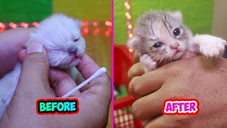 HOW TO CLEAN THE KITTEN'S EYES FOR NO INFECTION