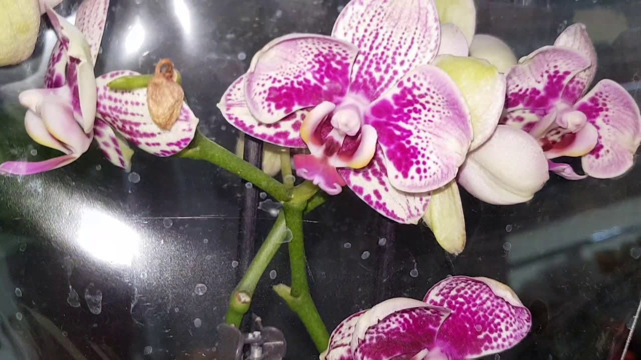Обзор орхидей в \"Фуд сити\" на Калужском шоссе 20/ 01/ 2018 - YouTube