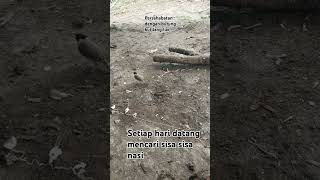 Download Lagu Burung kutilang ‼️ GUS VLOG MP3