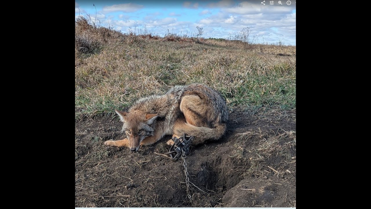 BACK TO BACK COYOTES BEFORE A HUGE SNOW STORM!! 
