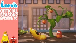 Official Tomato - Larva Season 2 Episode 10