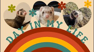 Day in My Life: March 2022 (work, ferret playtime, yoga..)