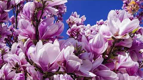 Beautiful #Spring Blossoms around the World!! - DayDayNews
