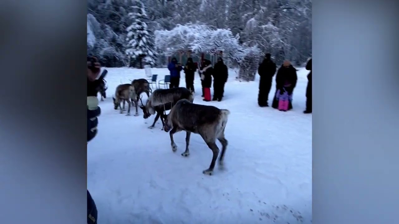 Running Reindeer Ranch Fairbanks Alaska