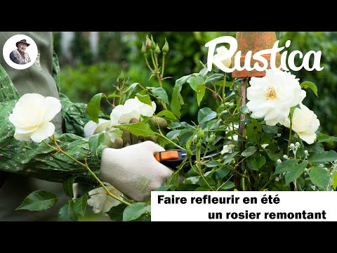 Vidéo: Taille Correcte Des Roses