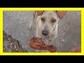 お腹を空かせ痩せ細った野良犬にチキンをプレゼントすると…