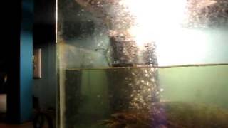 common snapping turtle vs crawfish