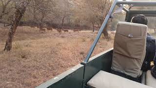 Beautiful "Spotted Deer" / Chital during Tiger Safari Ranthambore