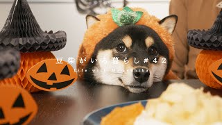 柴犬とおうちハロウィーン | 仮装のかわいさが過去最高だった【豆柴暮らし】