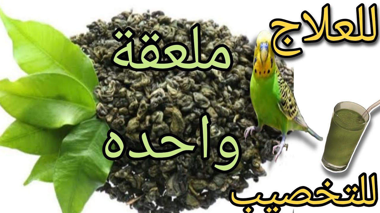 فوائد الشاى الاخضر للطيور وأفضل طريقة لتقديمة