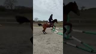 Cheval à vendre - Jument pur sang 6 ans - Vidéo 2 - equirodi.com