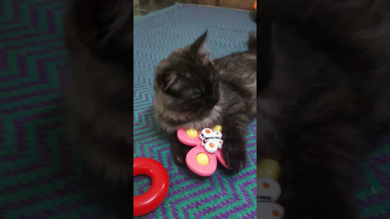 Persian black cat 😅😄