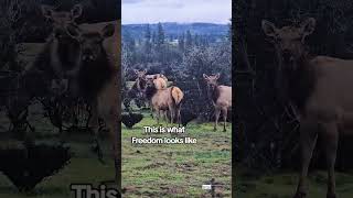 Wild Elk #wildlife #oregon