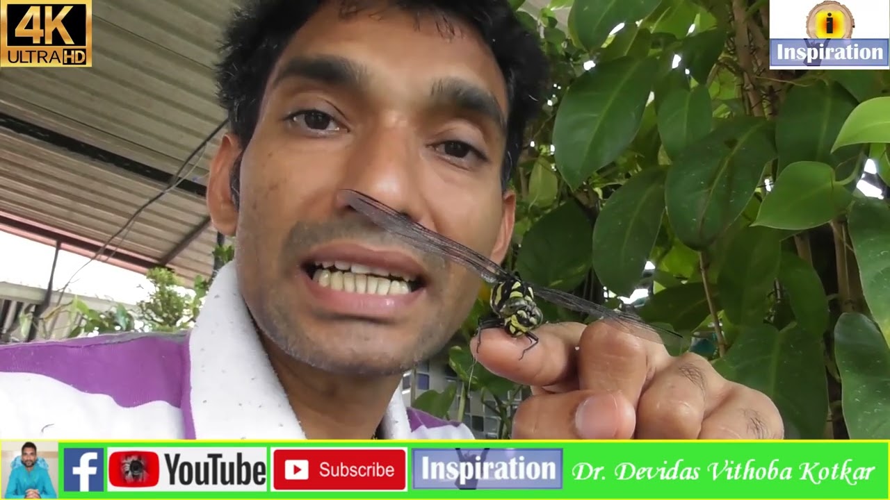 Dragonfly | Odonata | Epiprocta | Anisoptera | Animalia | Arthropoda |Insecta | Valpoi Sattari Goa