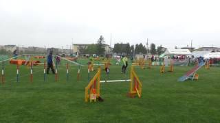 2017.5.27北海道ブロックアジリティー競技会AG2メイビス
