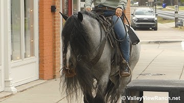 Lone Dove Ferguson - riding in town! - ValleyViewRanch.net