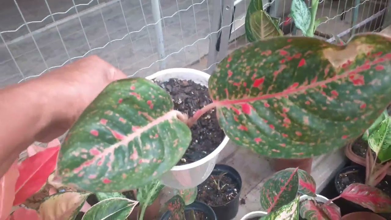 TOUR PELAS AS MINHAS PLANTINHAS ( PARTE 3 )