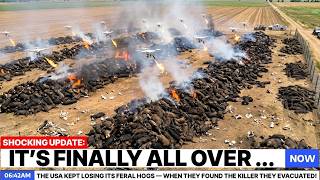 The USA Kept Losing Its Feral Hogs — When They Found The Killer They Evacuated!
