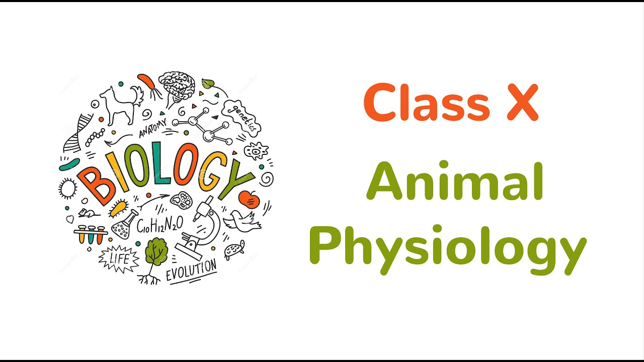 Animal physiology an overview " BIOLOGY CONCEPTS " where biology