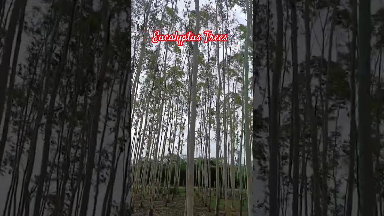 Eucalyptus Trees Farming Siddipet