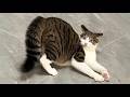 TRY NOT TO LAUGH | Funniest Cat Compilation🐈😆 - LAUGH TRIGGER