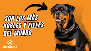 Cómo son los Rottweilers: Características, Personalidad y Cuidados.