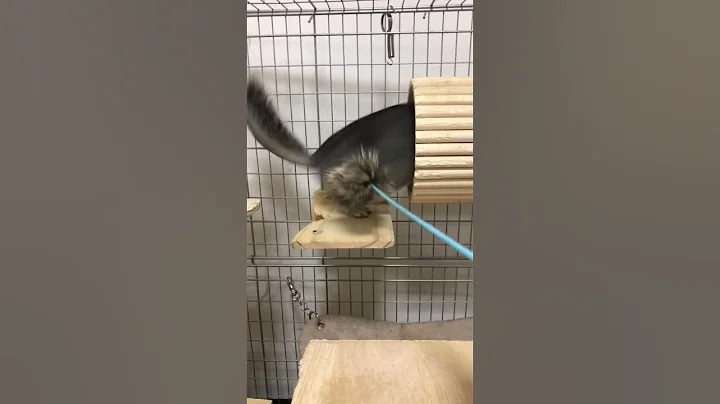 Watch the video about Playing with a chinchilla and a cat toy