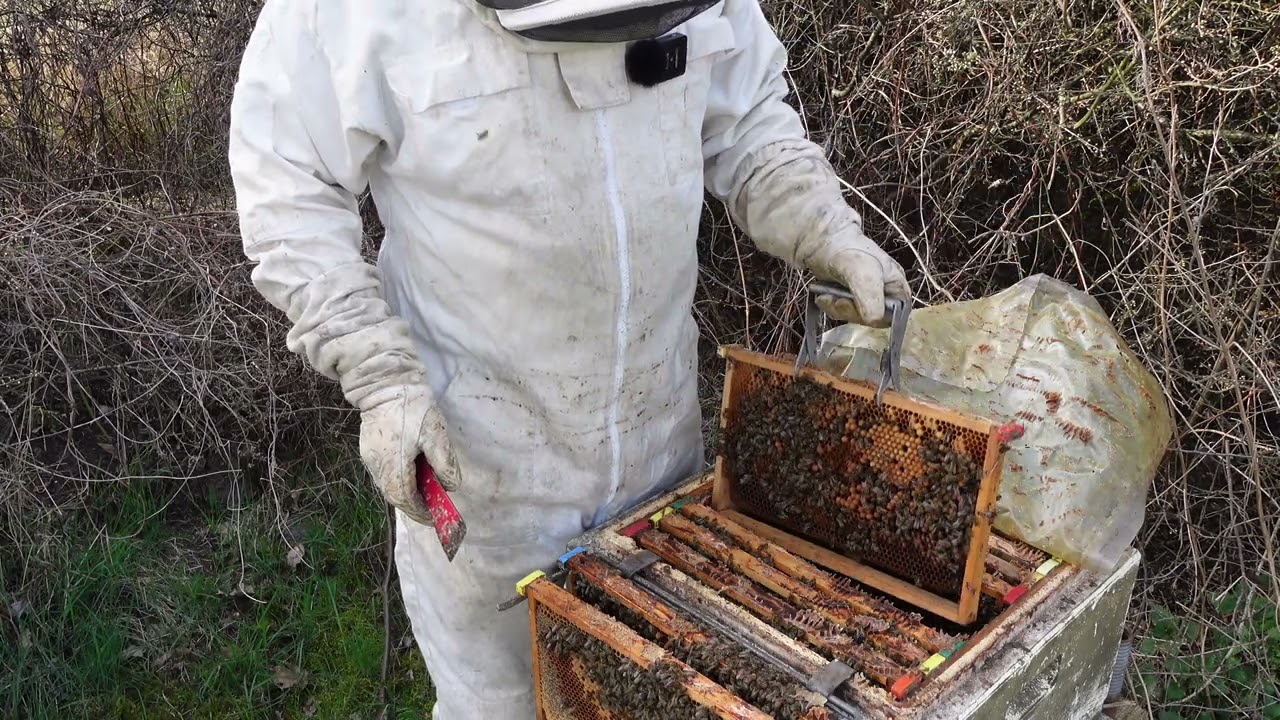 Erste Durchsicht und blüht der Raps schon?