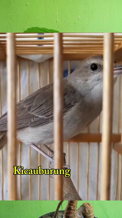 Sikatan londo gacor suara keras dan lantang #birds #sikatan #shorts