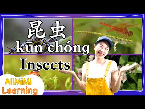 学中文 | Learn about Insects in Mandarin Chinese | 昆虫 | 教育