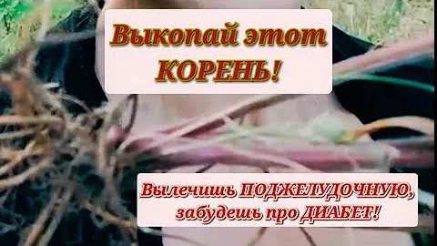 Этот КОРЕНЬ лечит ПОДЖЕЛУДОЧНУЮ  и Диабет! Гравилат (или  Гвоздичный корень): лечебные свойства.