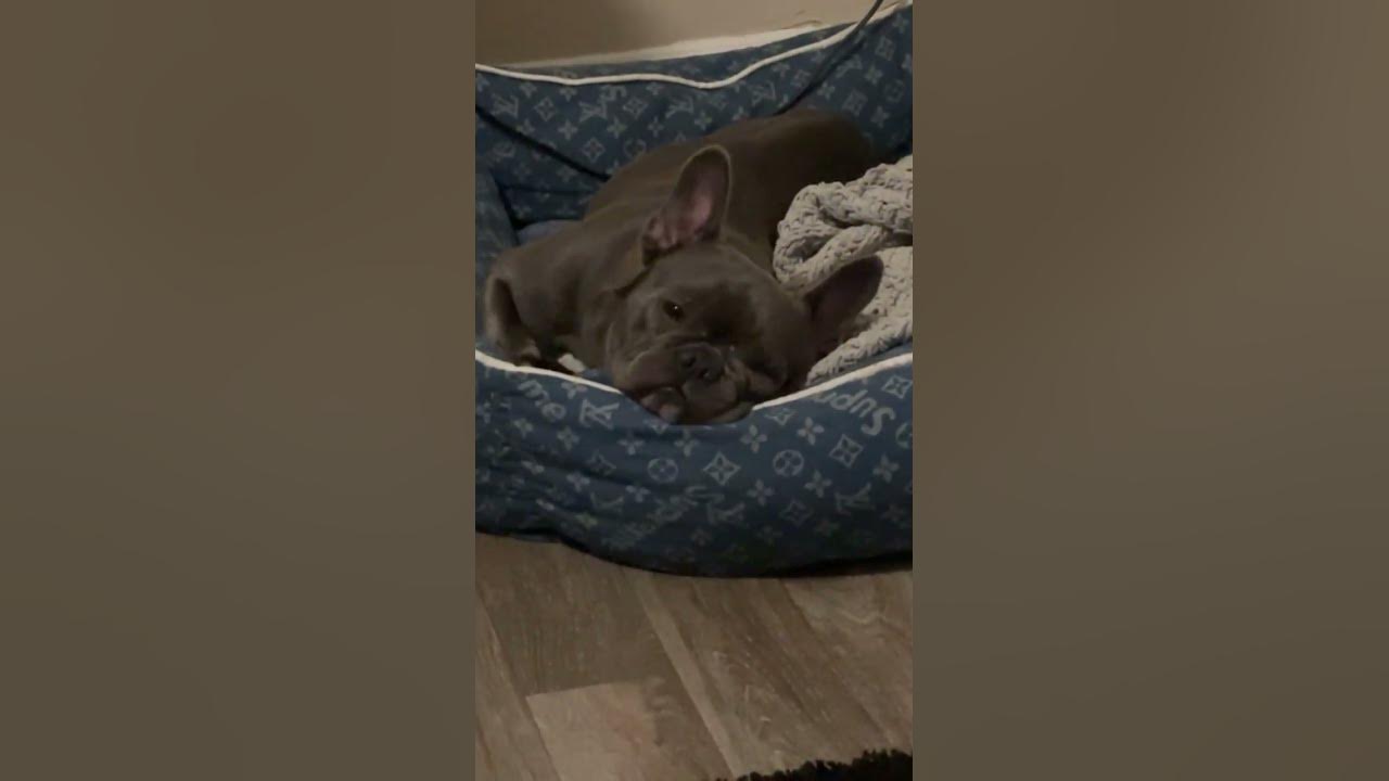 why-do-girl-dogs-have-attitudes-puppy-doglover-dogmom-youtube