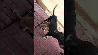 #love #viral #dog #dogstatus #animallovers #trendingsong #trendingshorts #dogshorts