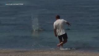 Man arrested after video shows a rock hurled at an endangered Hawaiian monk seal's head