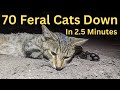 Saving thousands of native animals  70 cats down in 2 12 minutes