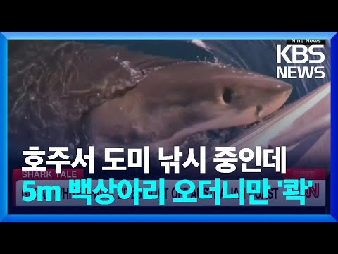 [글로벌K] 호주서 <strong>도미</strong> <strong>낚시</strong> 중인데 5m 백상아리가 다가오더니 &amp;#39;콱&amp;#39; / KBS  2024.09.02.