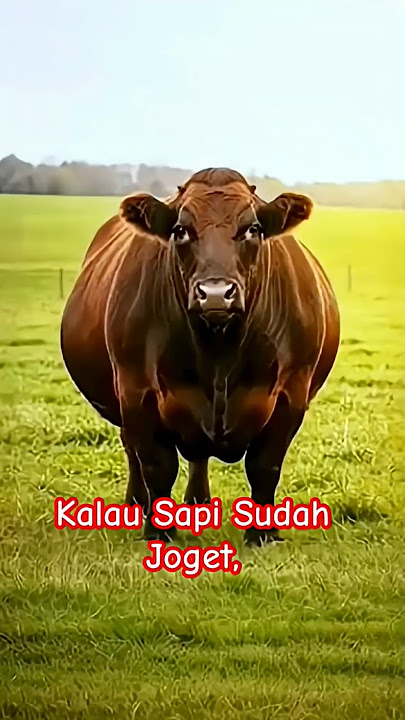 Apapun Masalahnya, Sapi Gemuk Hiburanya. #cow #sapilucu #animals #sapigemuk #funny #shorts