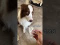 #边牧王大锤 #边牧