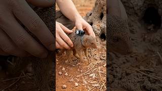 🏆 A Tiny Camera Revealed This Animal's Secret Underground World! 😱