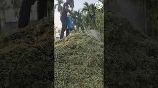 ভুট্টার সাইলেজ তৈরির আধুনিক নিয়ম #shortvideos #farming