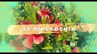 Dipladenia : Plantation, arrosage, conseils d'entretien