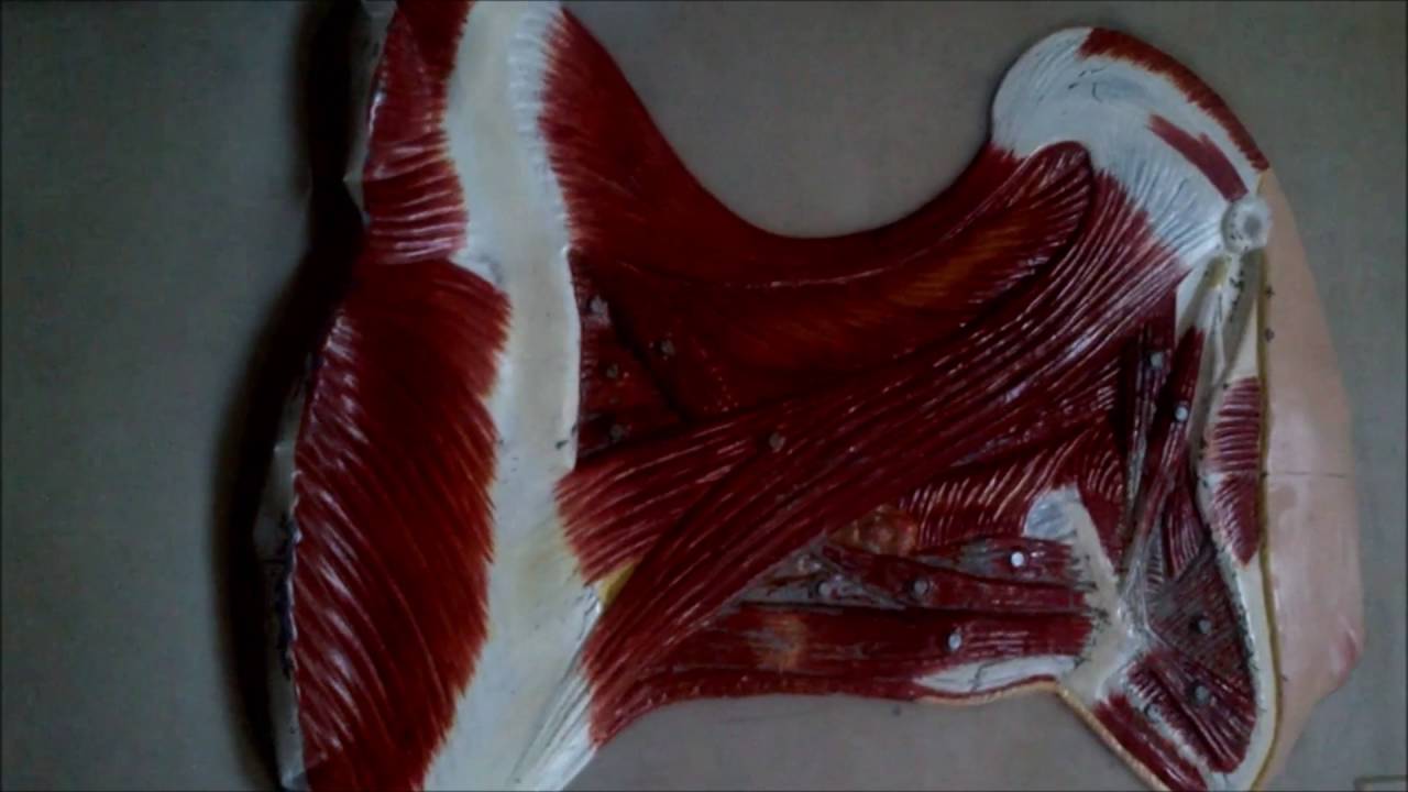 Muscles Of The Neck - 2 - YouTube