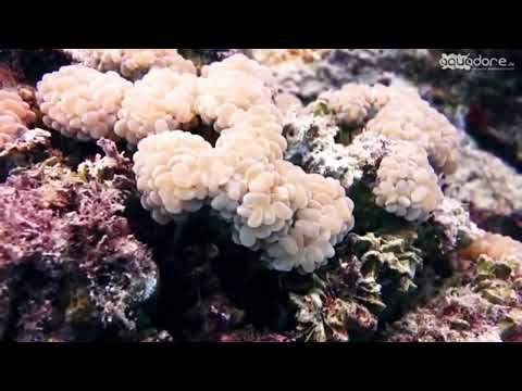 قراءة طفل معجزة سورة التكوير إذا الشمس کورت جواد فروغي