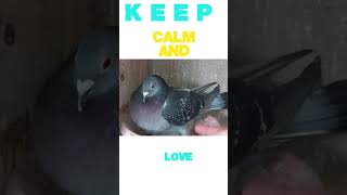 racing pigeon 2021 | pigeon mom protecting her baby,for human touch  #shorts
